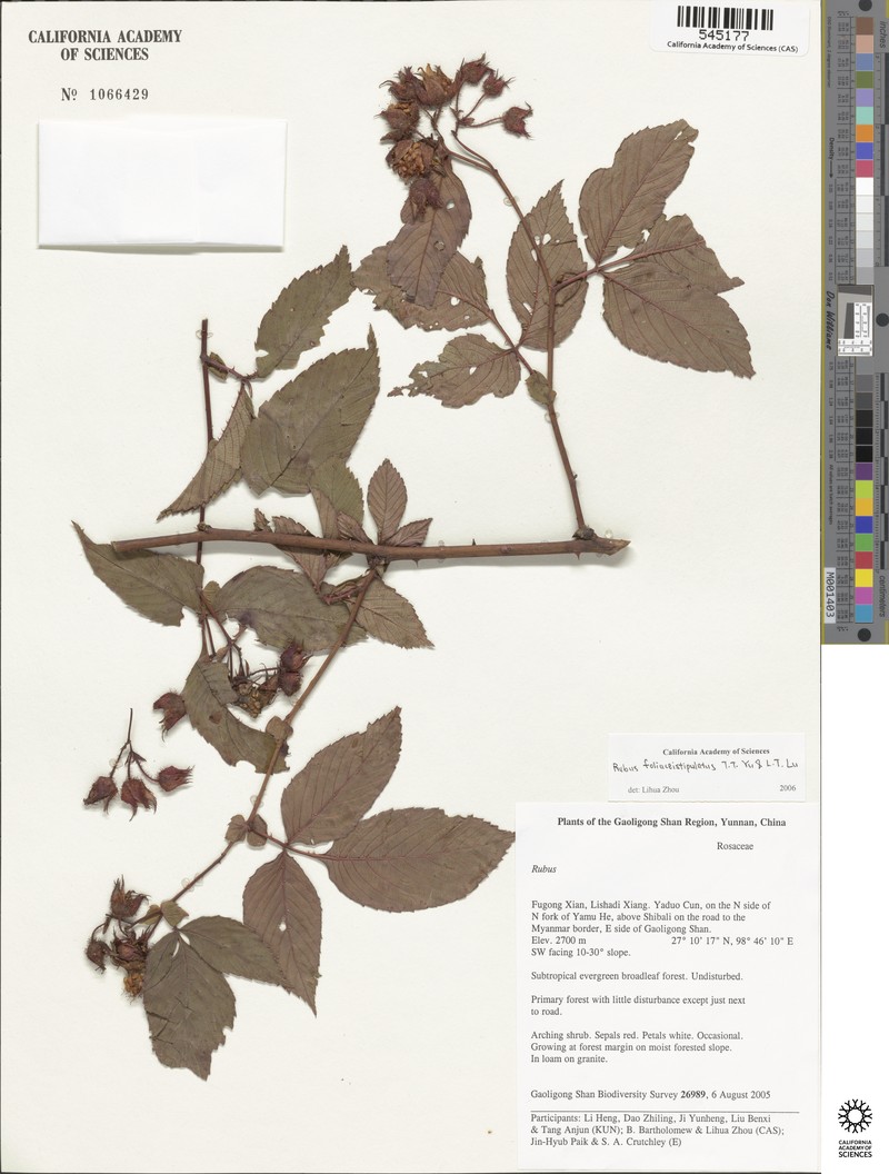 Rubus foliaceistipulatus photo 7