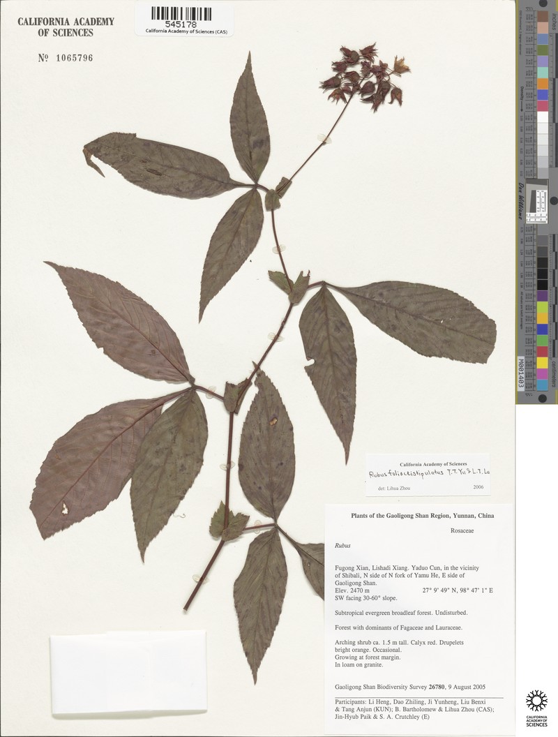 Rubus foliaceistipulatus photo 8