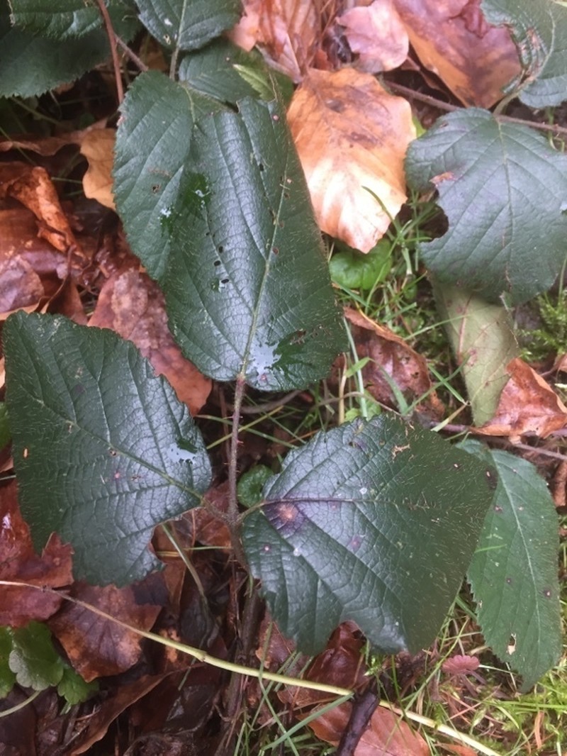 Rubus foliosus