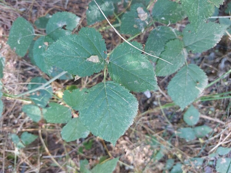 Rubus foliosus photo 2