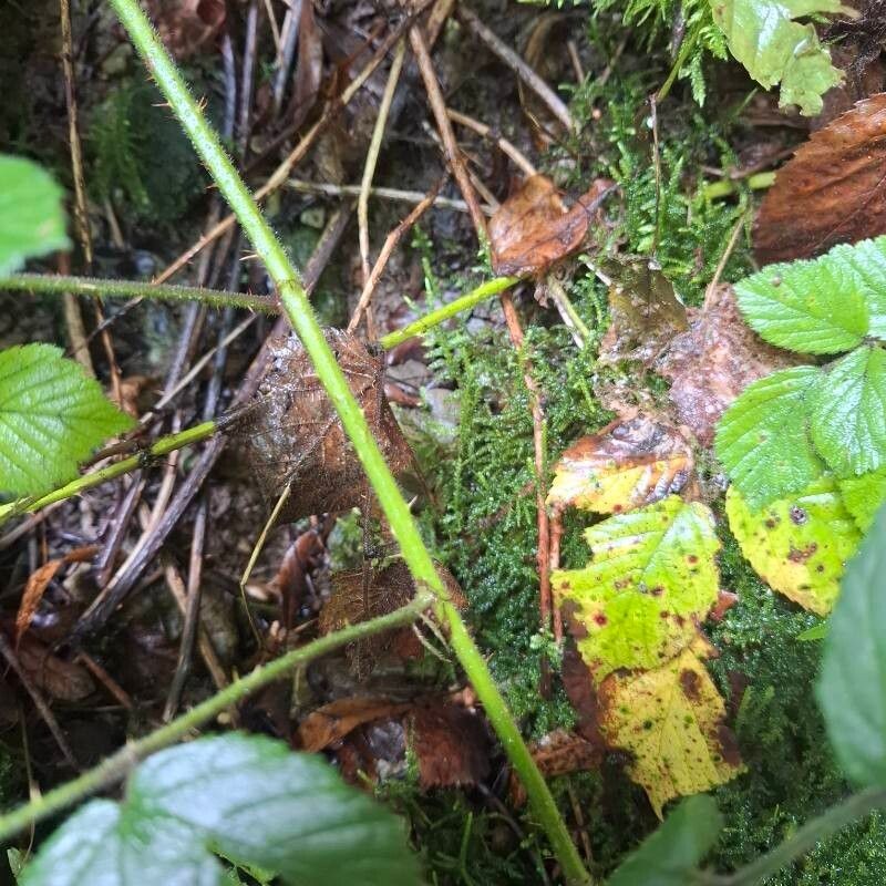 Rubus foliosus photo 3