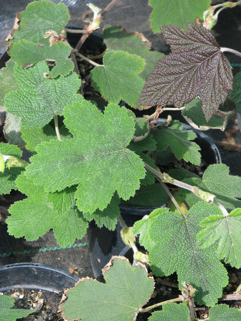 Rubus formosensis