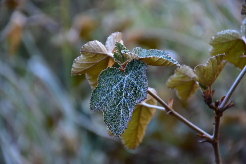 Rubus formosensis photo 2