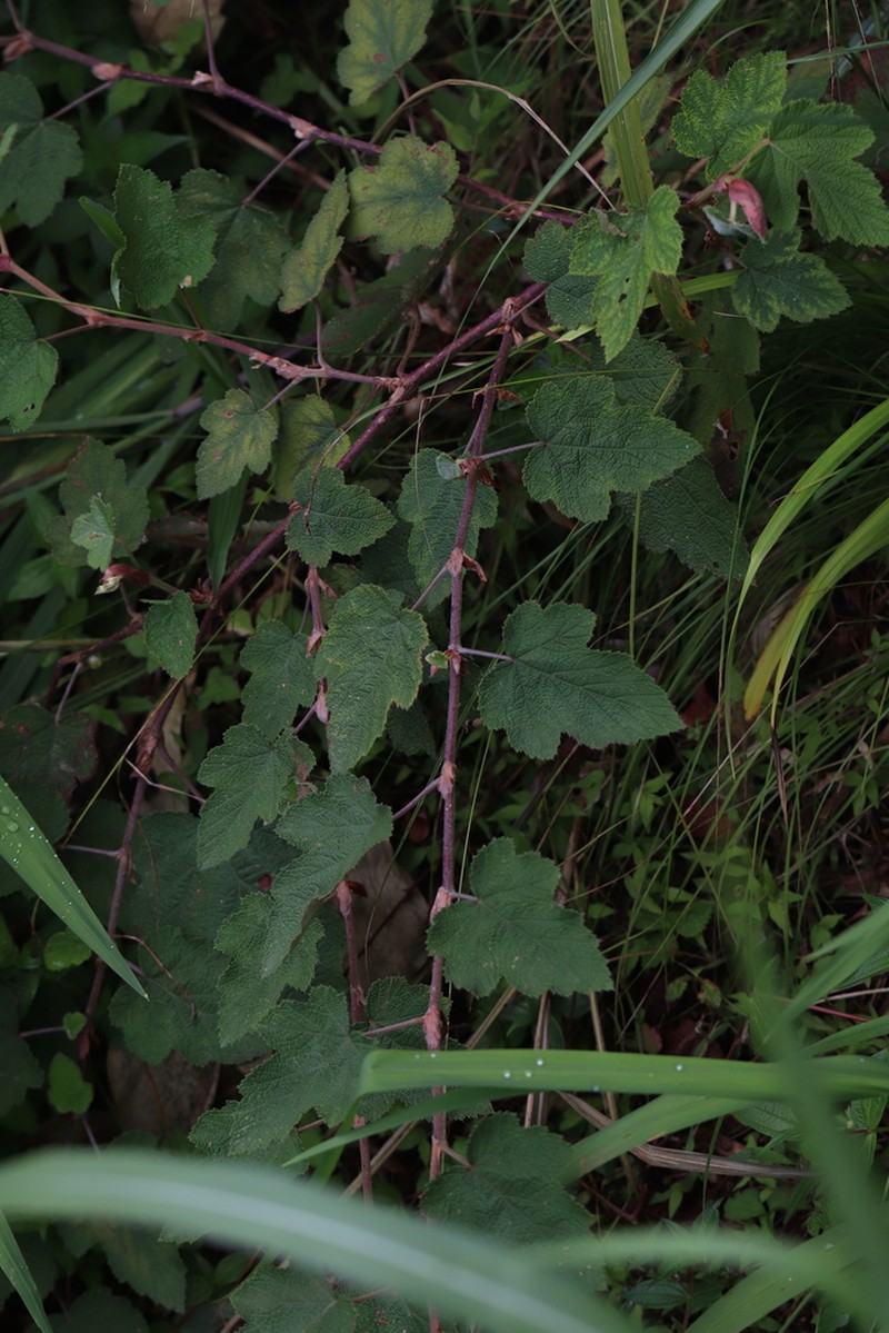 Rubus formosensis photo 3