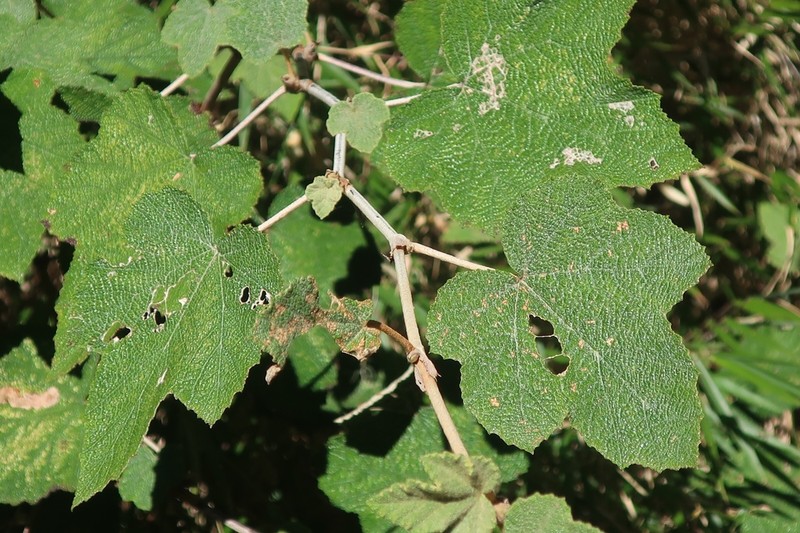 Rubus formosensis photo 4