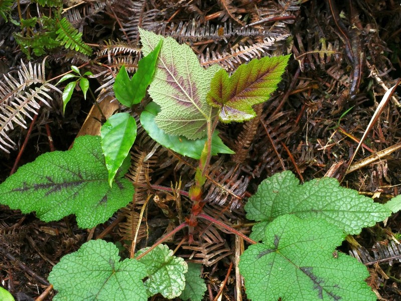 Rubus formosensis photo 5