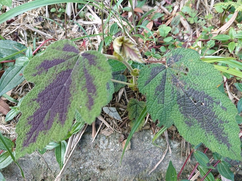 Rubus formosensis photo 6