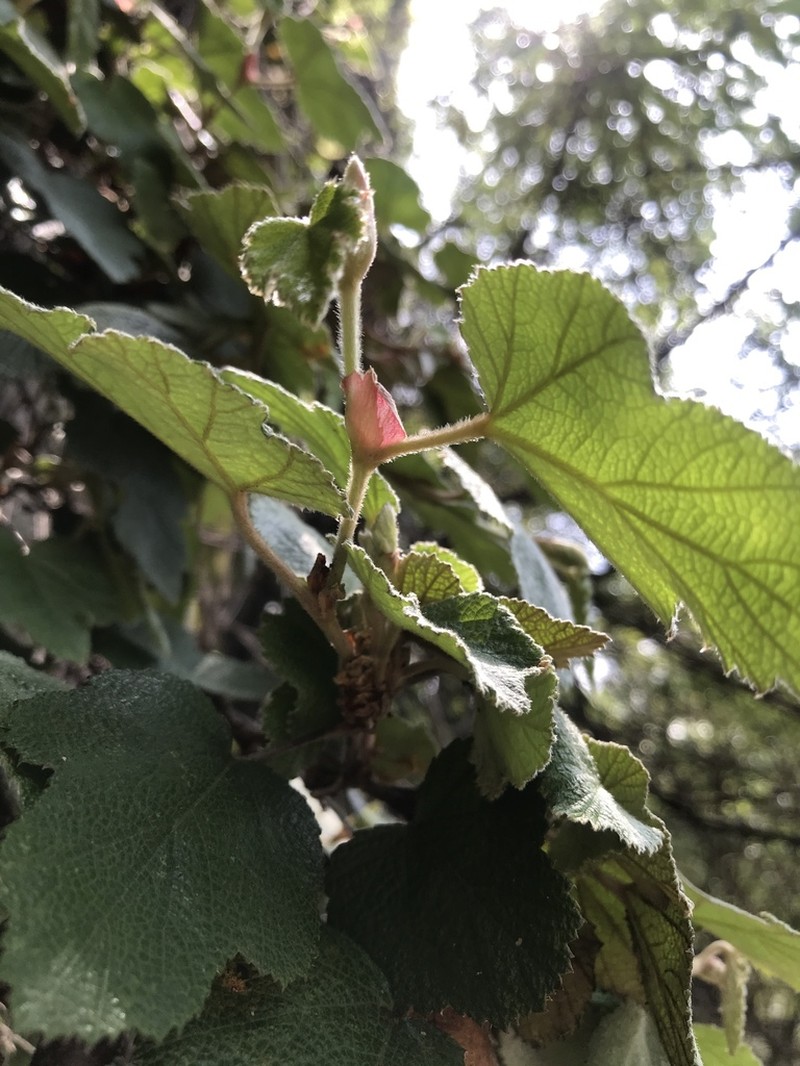 Rubus formosensis photo 7