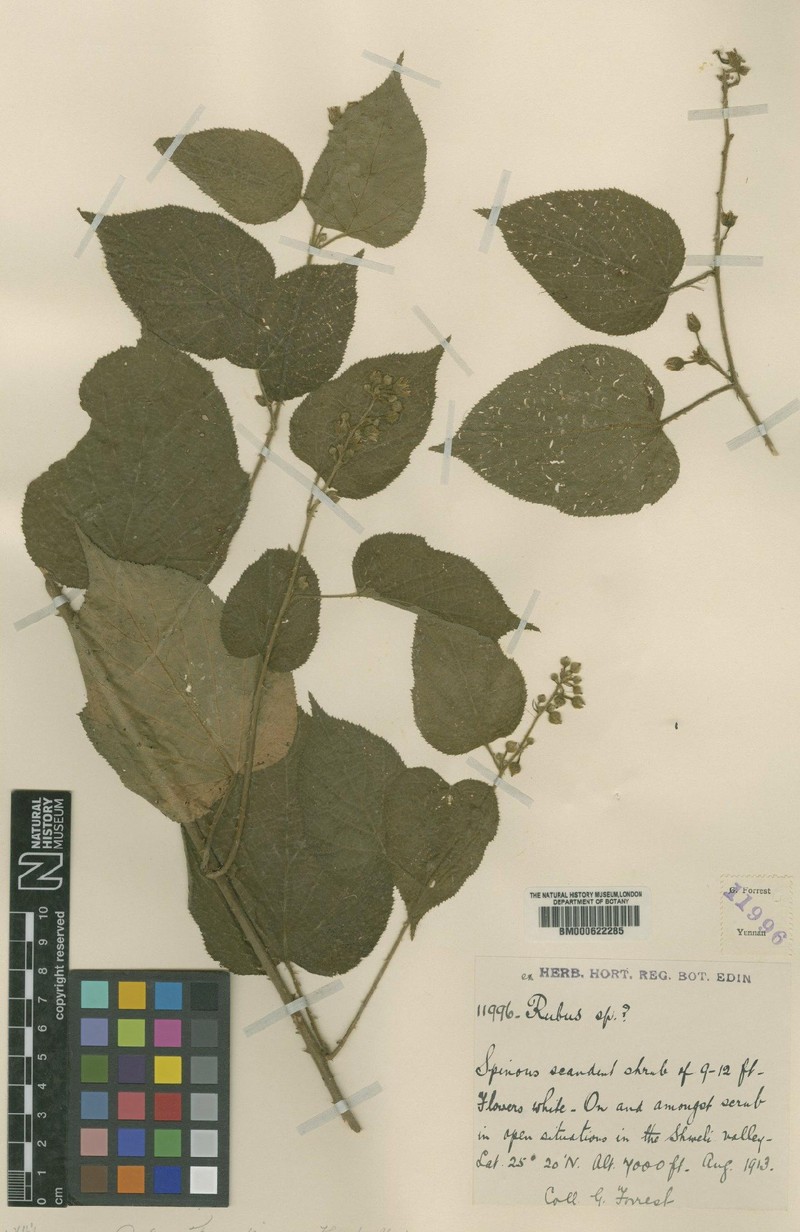 Rubus forrestianus