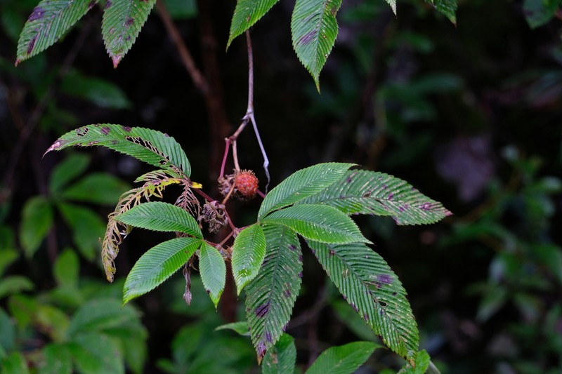 Rubus franchetianus