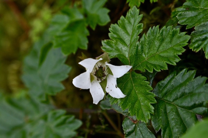 Rubus franchetianus photo 2