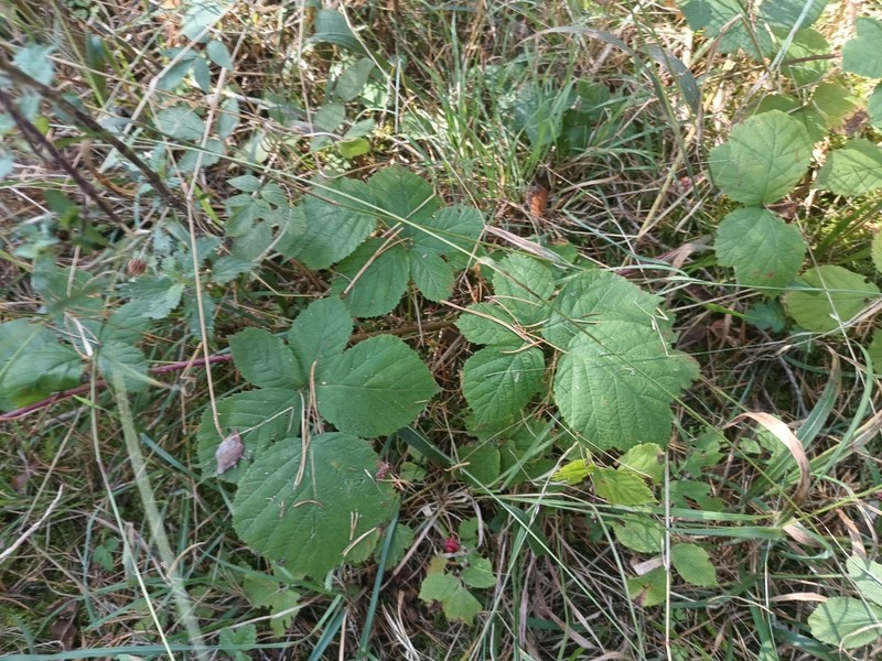 Rubus franconicus