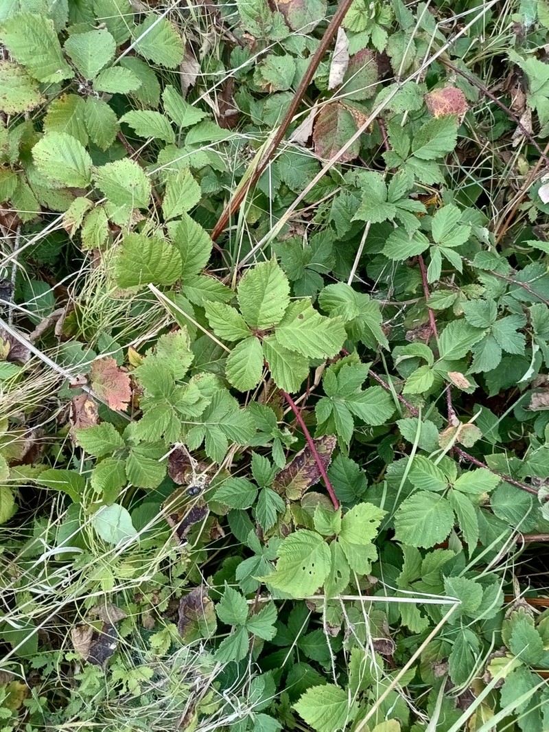 Rubus franconicus photo 2