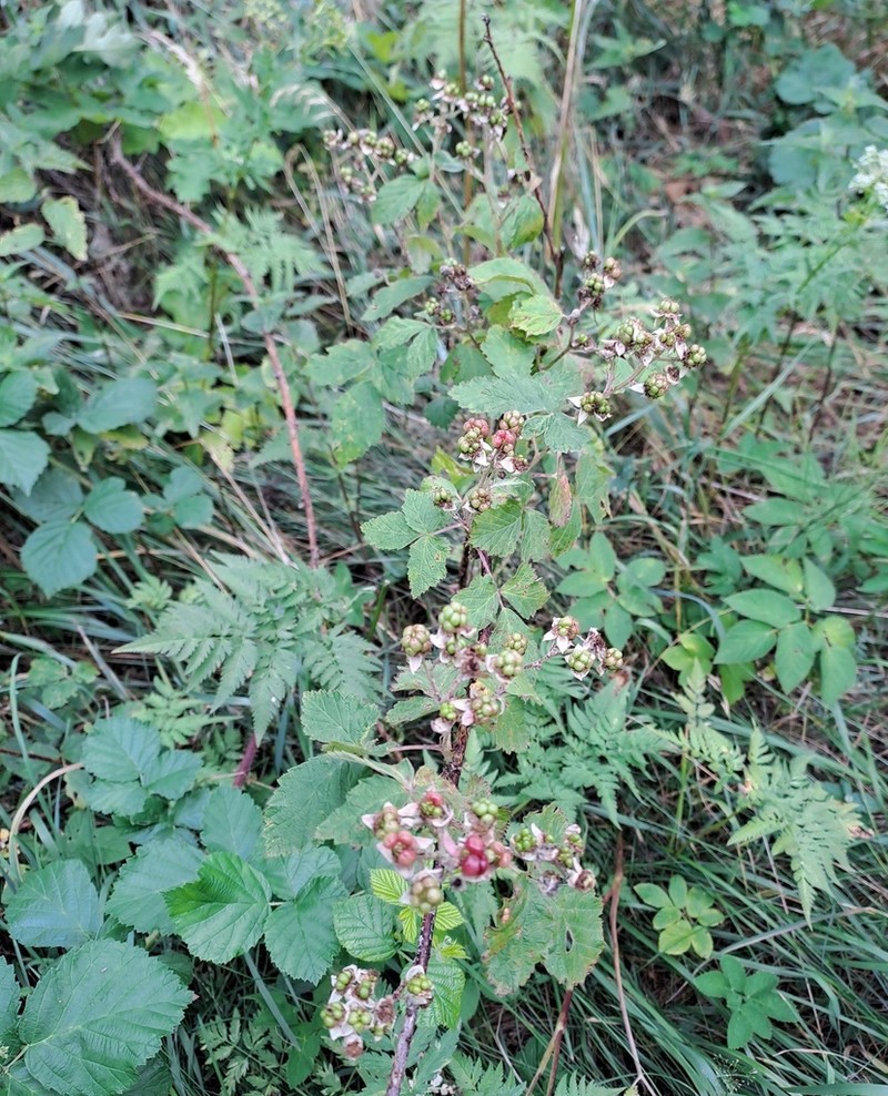 Rubus franconicus photo 3