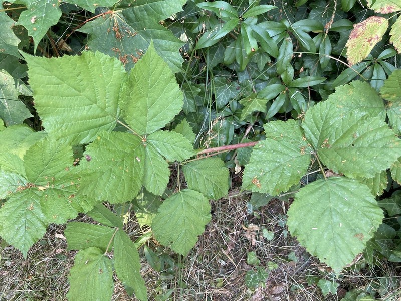 Rubus franconicus photo 4