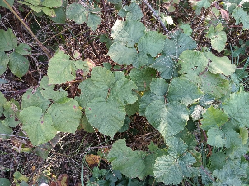 Rubus franconicus photo 5