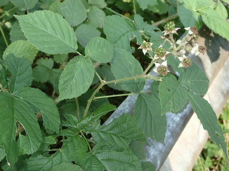 Rubus franconicus photo 6