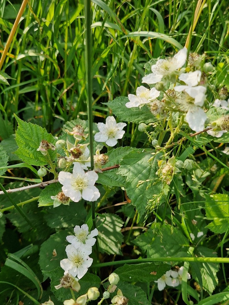 Rubus franconicus photo 7