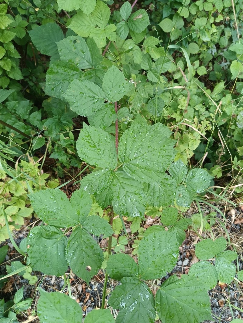 Rubus franconicus photo 8