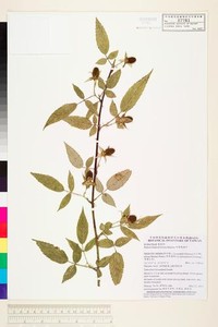 Rubus fraxinifoliolus