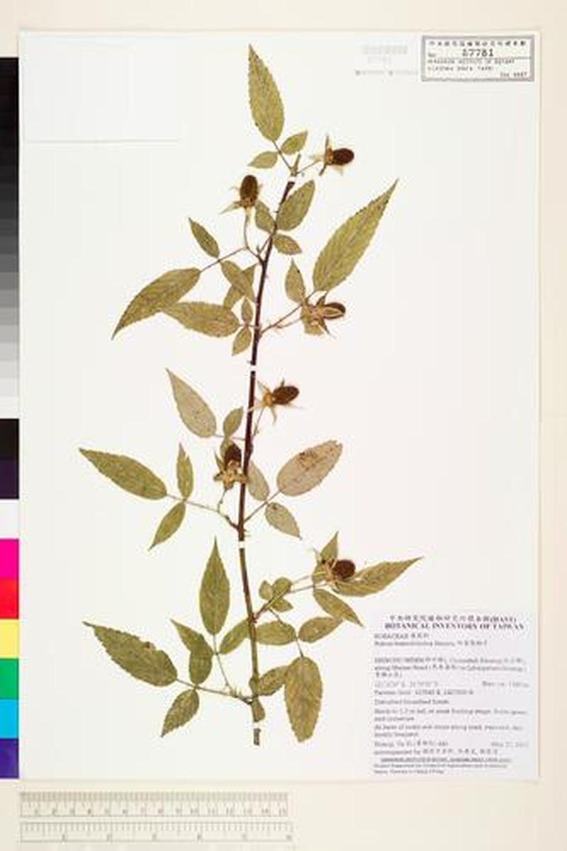 Rubus fraxinifoliolus
