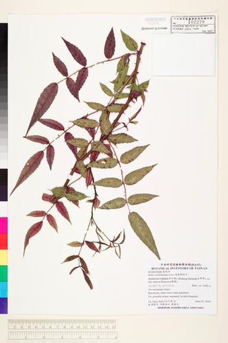Rubus fraxinifoliolus photo 2