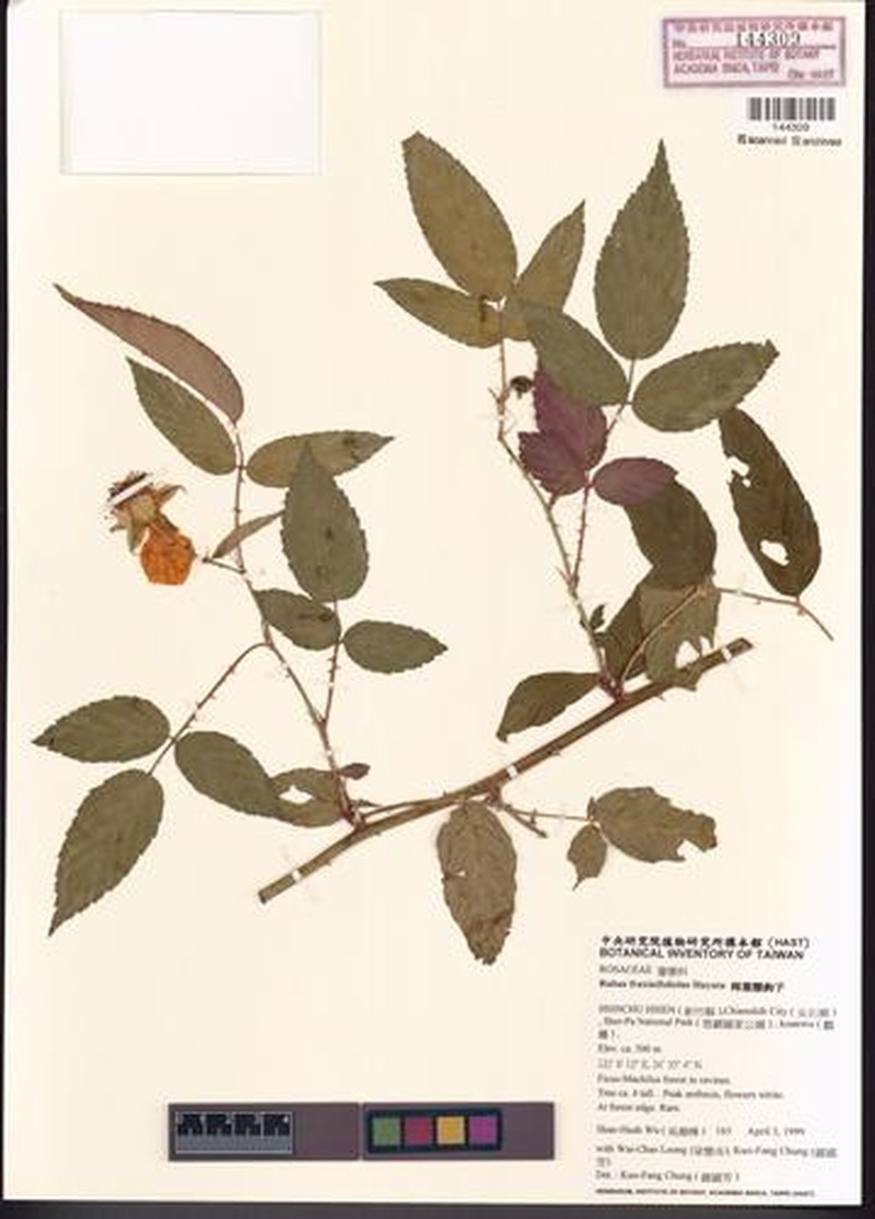 Rubus fraxinifoliolus photo 3