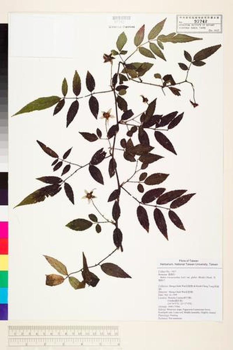 Rubus fraxinifoliolus photo 4