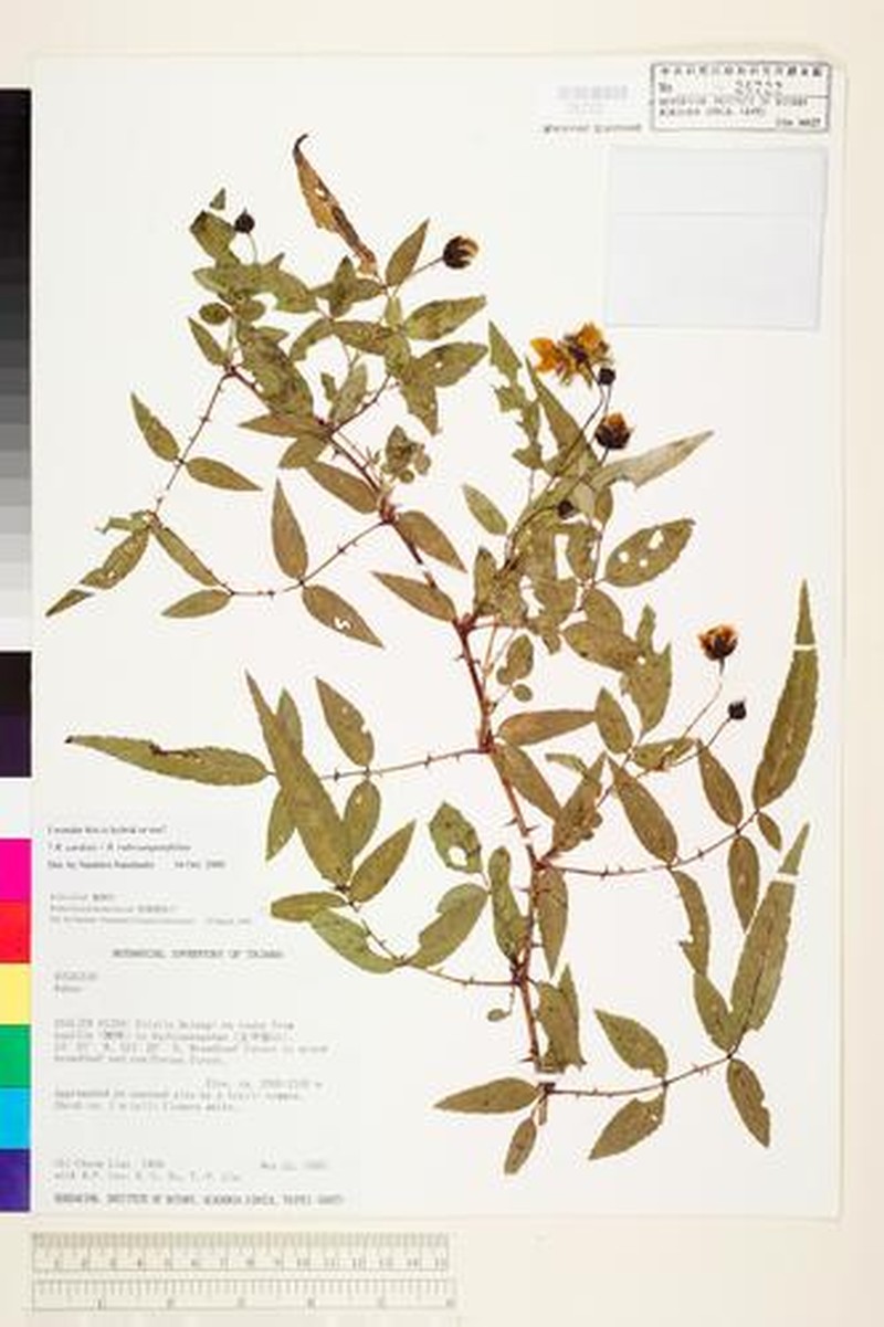 Rubus fraxinifoliolus photo 5
