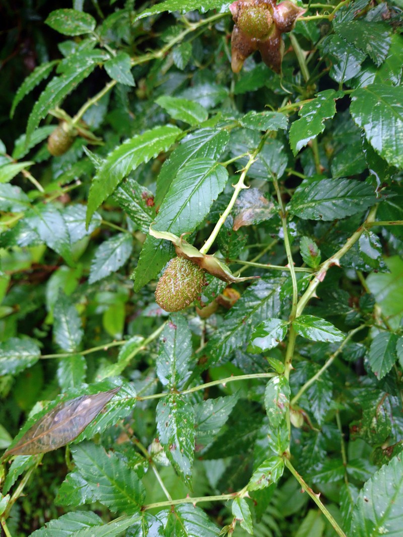 Rubus fraxinifolius