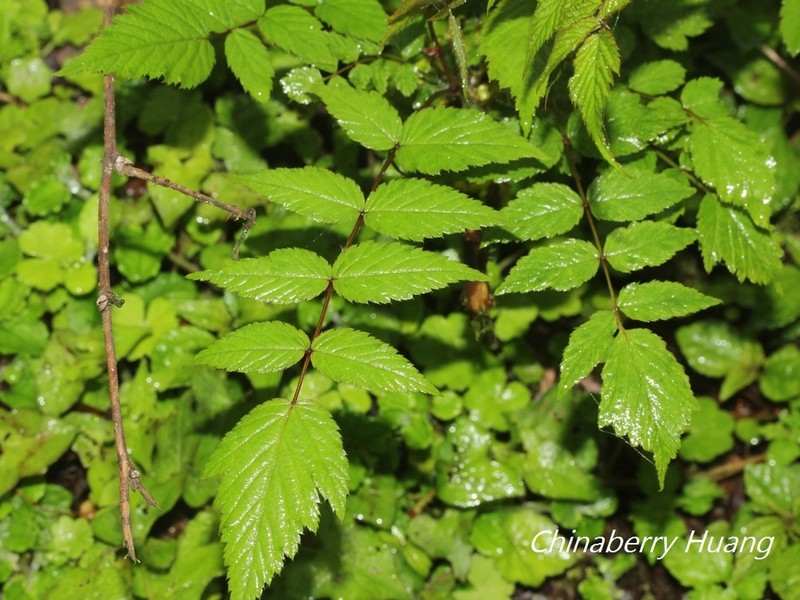Rubus fraxinifolius photo 2