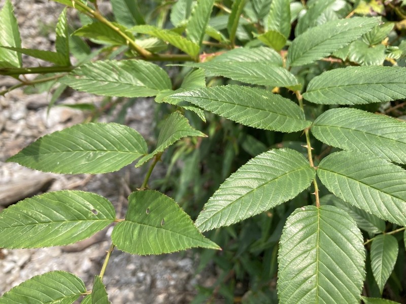 Rubus fraxinifolius photo 3