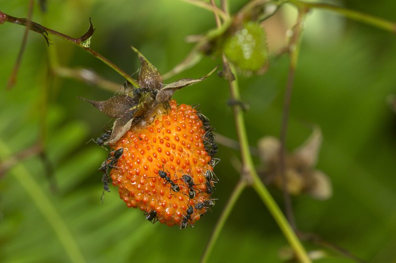 Rubus fraxinifolius photo 4