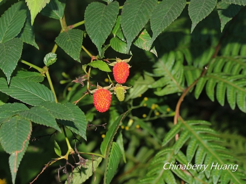 Rubus fraxinifolius photo 5