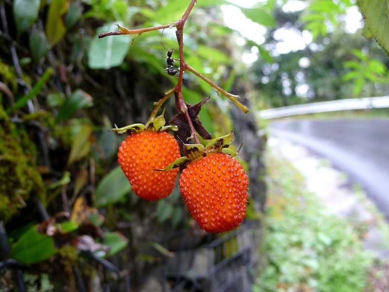 Rubus fraxinifolius photo 6