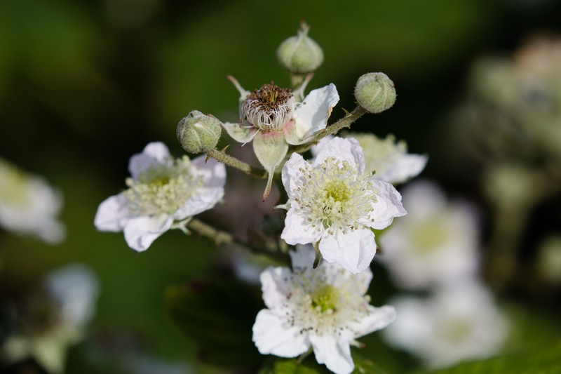 Rubus friesianus