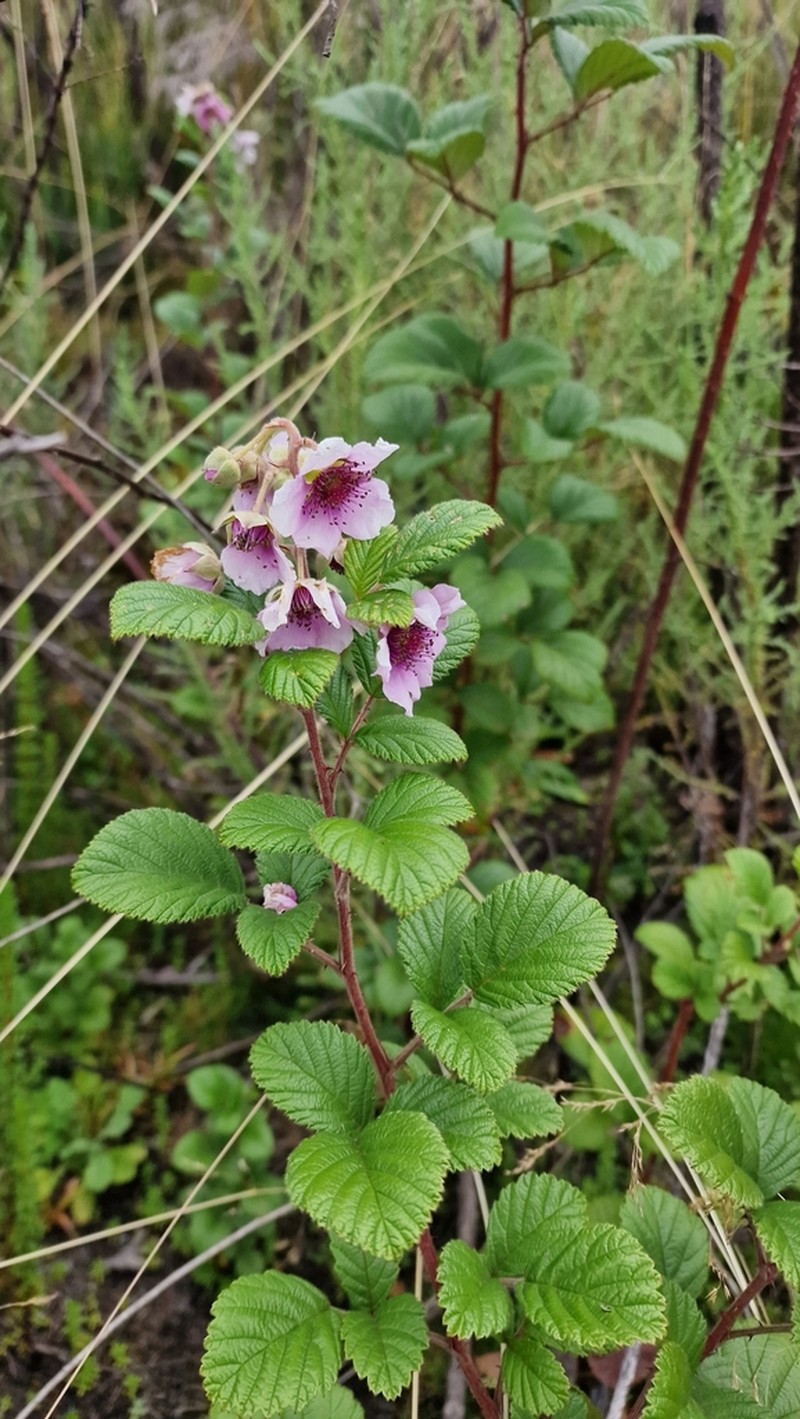 Rubus friesiorum