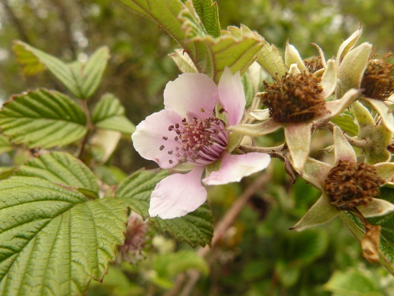Rubus friesiorum photo 2