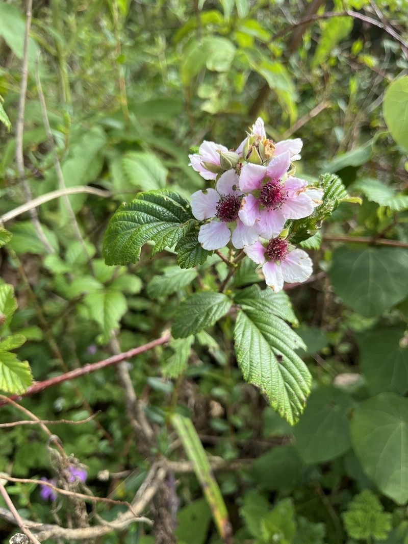 Rubus friesiorum photo 3