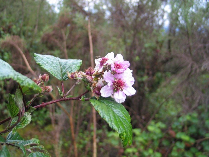 Rubus friesiorum photo 4