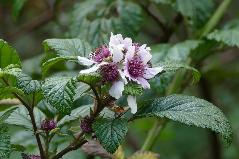 Rubus friesiorum photo 5