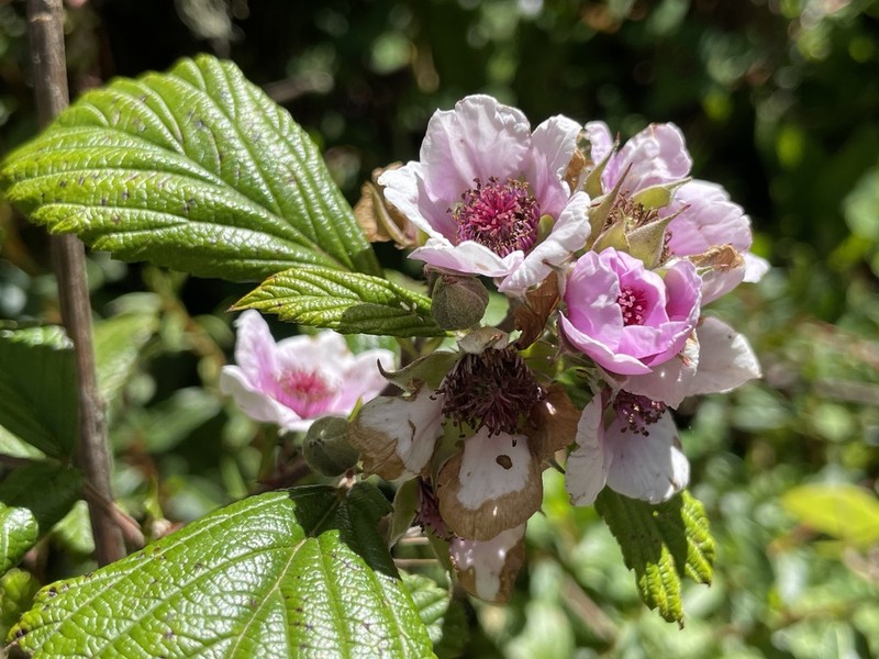 Rubus friesiorum photo 6