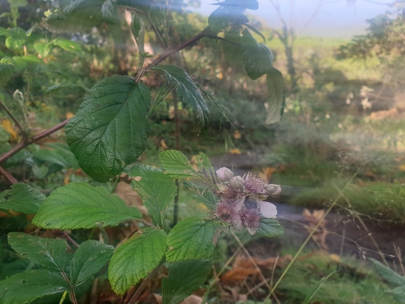 Rubus friesiorum photo 7