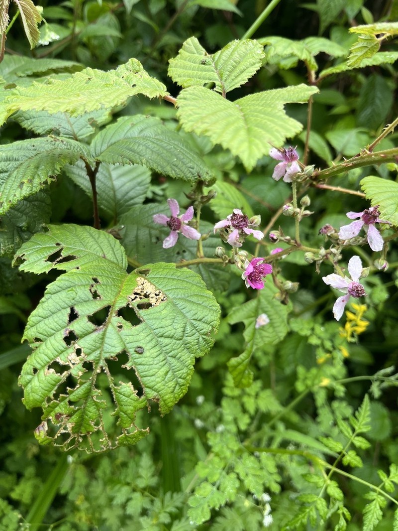 Rubus friesiorum photo 8