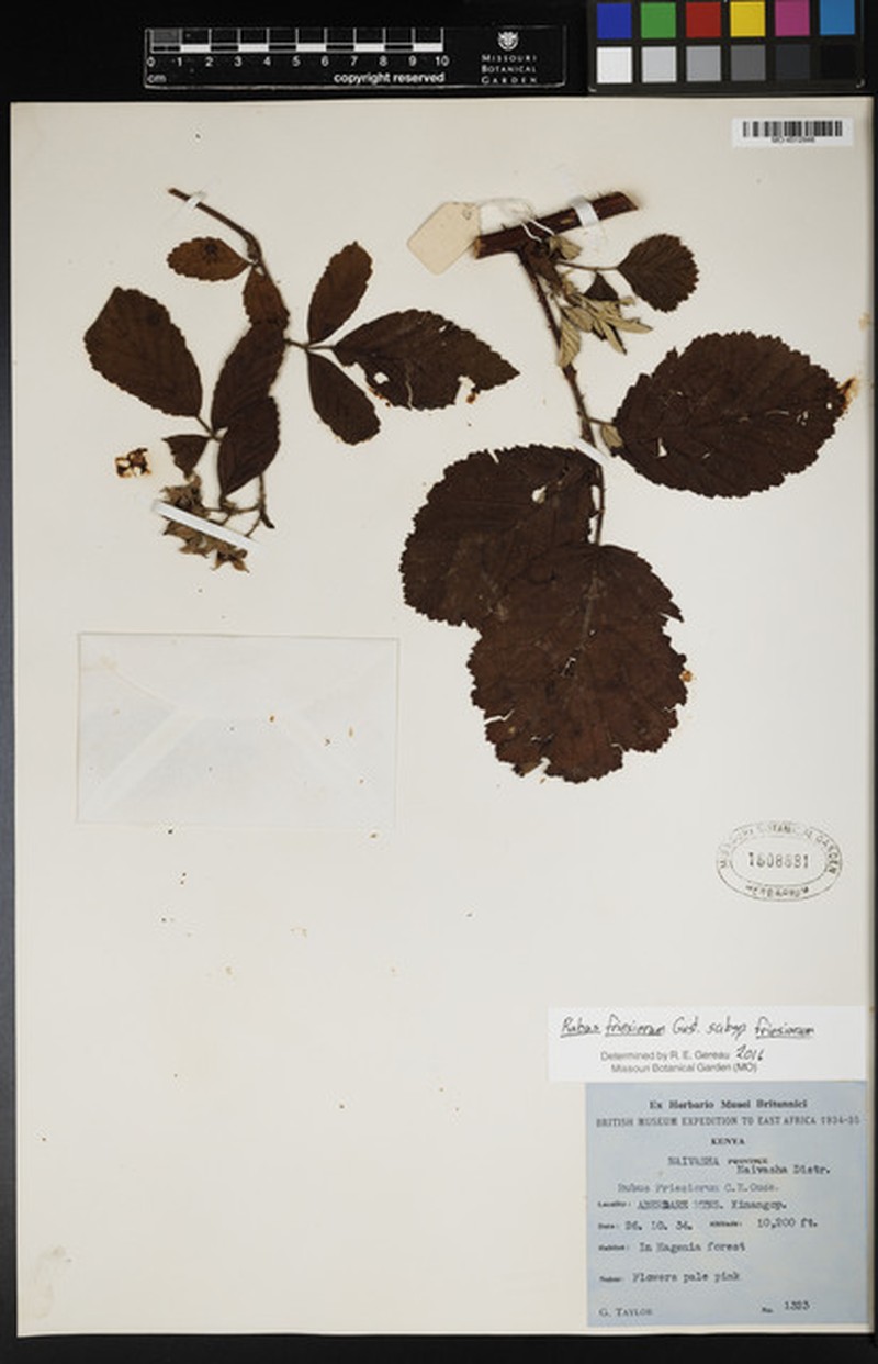 Rubus friesiorum subsp. friesiorum