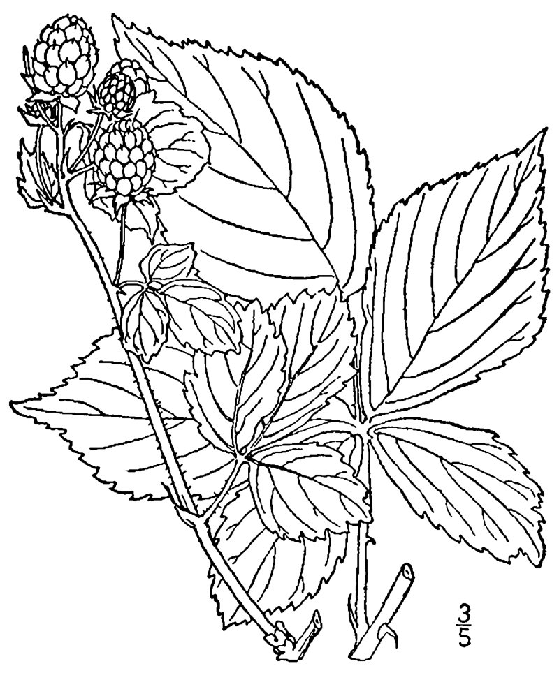 Yankee Blackberry