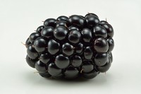 Shrubby Blackberry