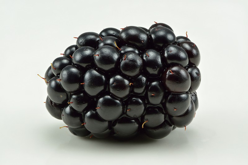 Shrubby Blackberry