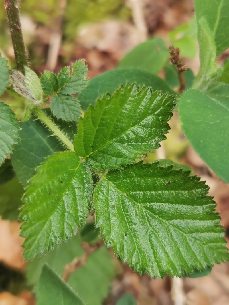 Shrubby Blackberry photo 4