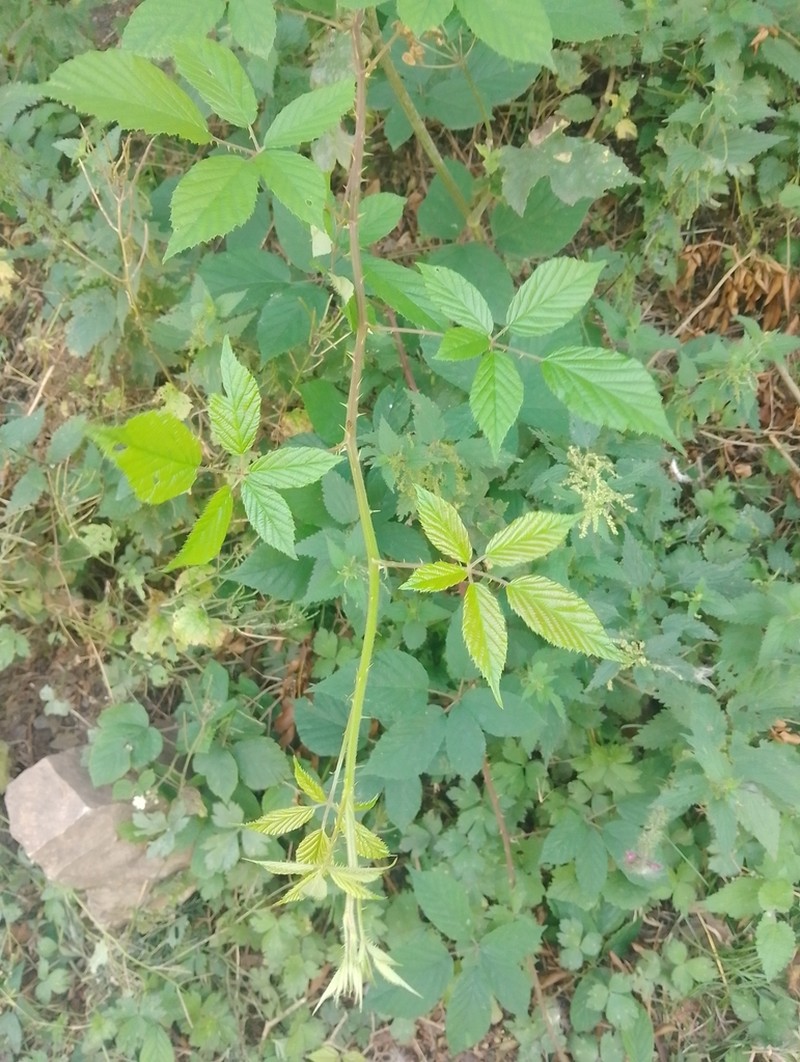 Shrubby Blackberry photo 5